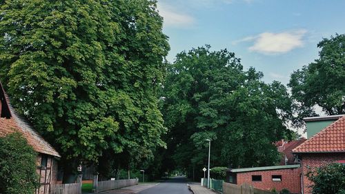 Trees in park