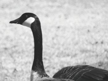 Close-up of a bird