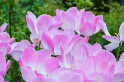 Close-up of pink flowers