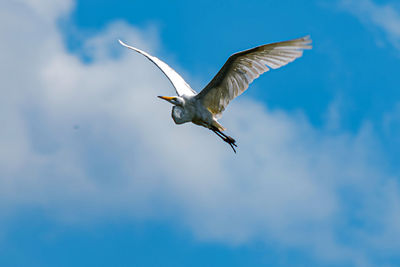 Low angle view of seagull flying in sky