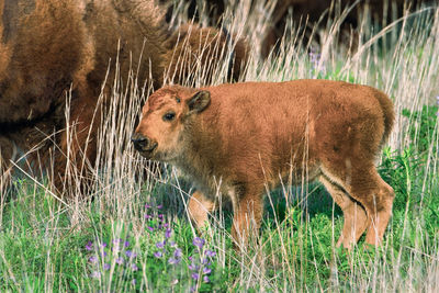 Side view of an animal on field