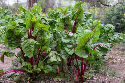 Plants growing in garden
