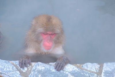 Monkey on snow