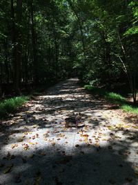 Road amidst trees in forest