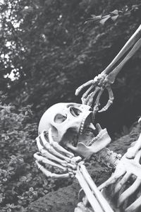 Close-up of animal skull on land