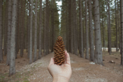 Cropped hand holding pine cone in forest