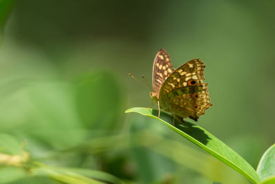 Close-up of butterfly pollinating flower