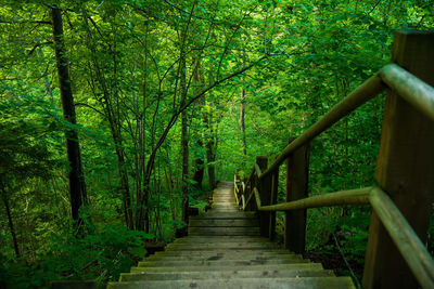 Stairs along trees in forest