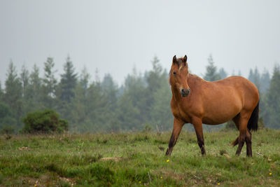 Horse standing in a field
