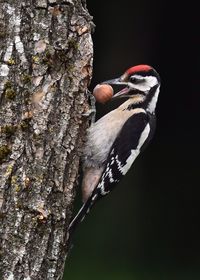 Close-up of bird perching on tree