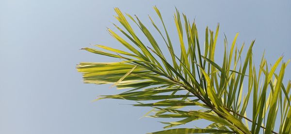 Close-up of fresh plant against clear sky