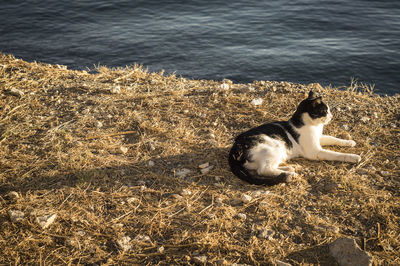 High angle view of cat sitting on lakeshore