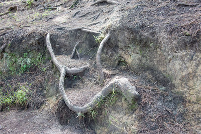 High angle view of lizard on field