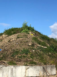 Low angle view of trees on field against blue sky