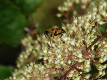 Close-up of bee pollinating flower