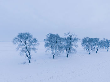 Trees on snow covered field against sky