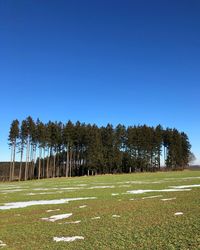 Trees on field against clear sky