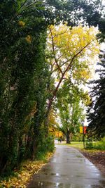 Road amidst trees against sky