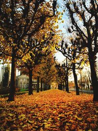 Autumn trees in park