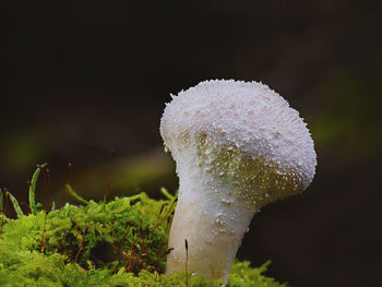 Close-up of mushroom growing on field