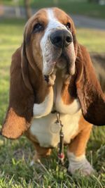 Close-up portrait of dog on field