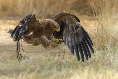 Close-up of golden eagle flying over field