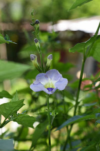 Close-up of purple flowering plant