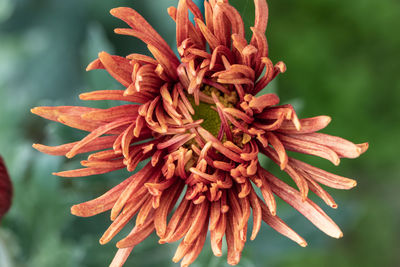 Close-up of wilted flower