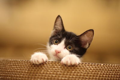 Close-up portrait of kitten in basket