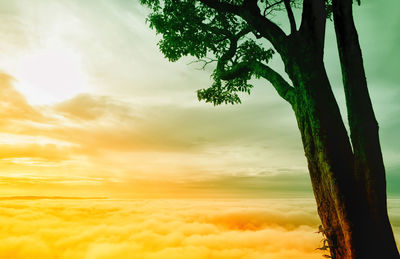 Low angle view of tree against sky during sunset