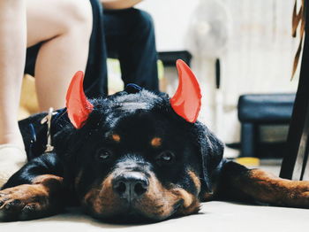 Close-up portrait of dog wearing devil horns