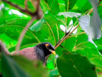 Close-up of bird perching on a plant