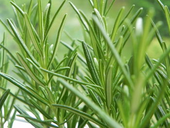 Close-up of crops growing in field