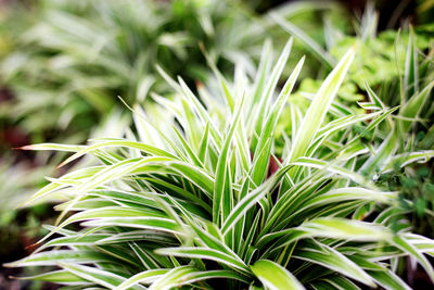 Close-up of fresh green leaves