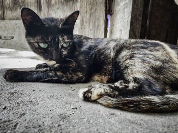 Close-up of a cat resting