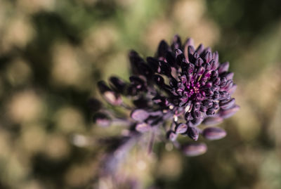 Close-up of purple flowers growing outdoors