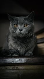 Close-up portrait of a cat