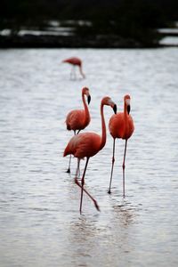 View of flamingos in the water