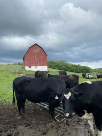 Cows in pasture against cloudy sky with red barn