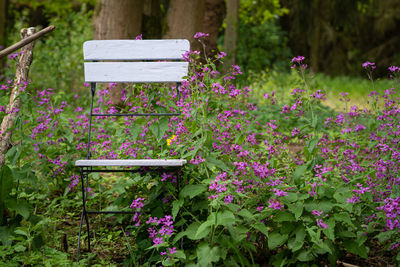 Close-up of pink flowering plants in park