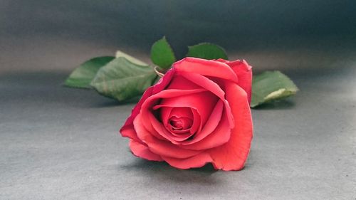 Close-up of red rose against blurred background