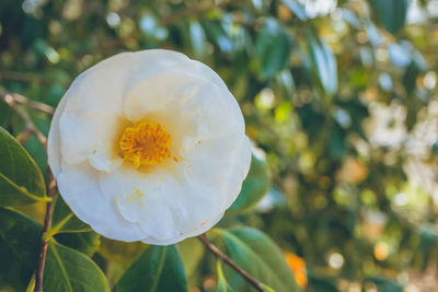 Close-up of white flowering plant