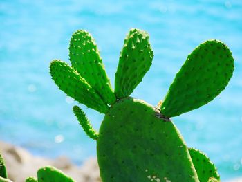 Close-up of succulent plant