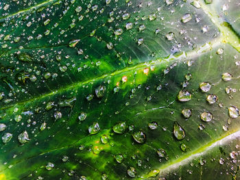 Full frame shot of wet leaves