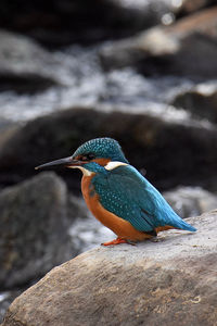 Close-up of bird perching on rock