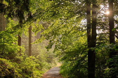 Footpath amidst trees in forest