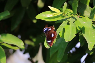 Close-up of butterfly pollinating on plant