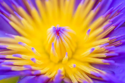 Close-up of yellow flowering plant