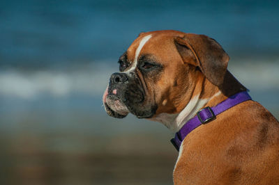 Close-up of dog looking away 