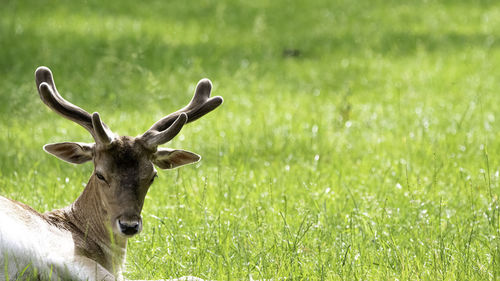 A tired deer is resting on a hot day on a green meadow, the grass glow from the sunlight.